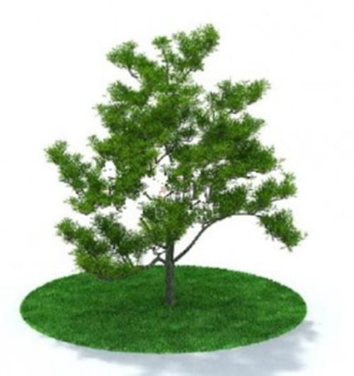 Modern tree models
